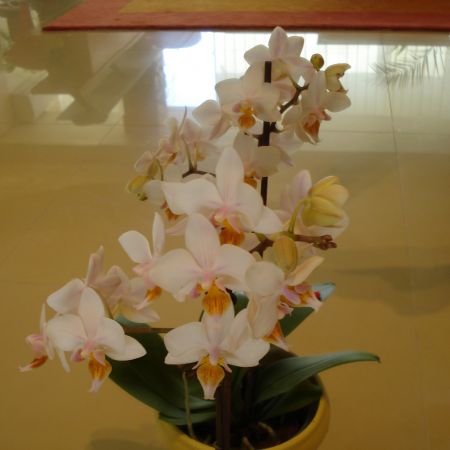 orhidee(mihaela)